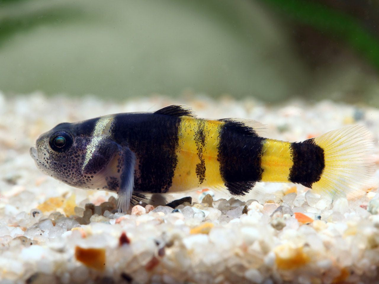 Goby Bumble Bee