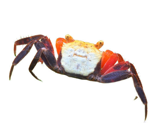 Geosesarma Crab (Multiple colors available)