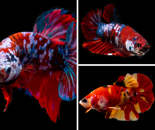 Betta Male Koi (Photo à titre indicatif, les couleurs peuvent varier)