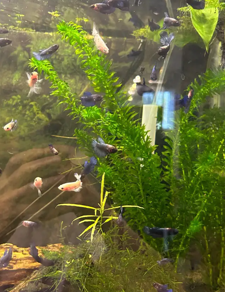 "Baby betta about 6 months old (pink tail or black plakat for the father, blue imbellis or Betta Koi for the mother)."