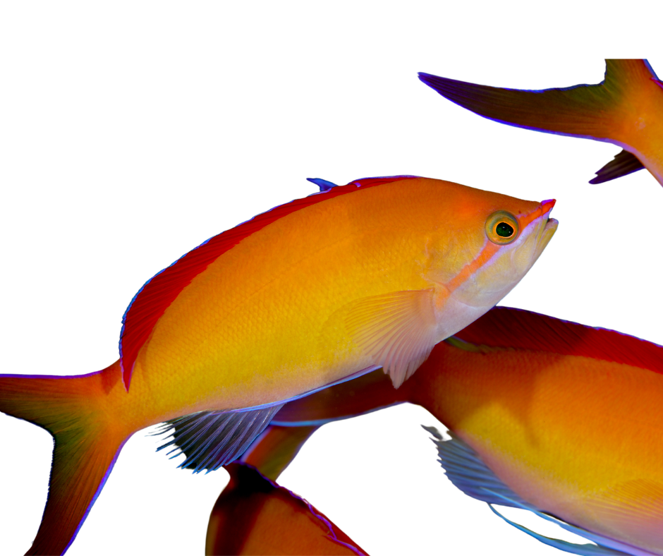 REDFIN ANTHIAS/Pseudanthias Dispar MALE – NageoireBleue