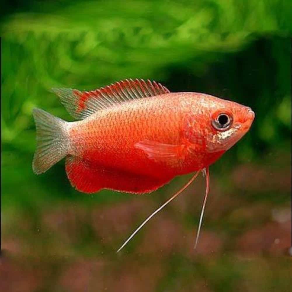 Gourami miel rouge