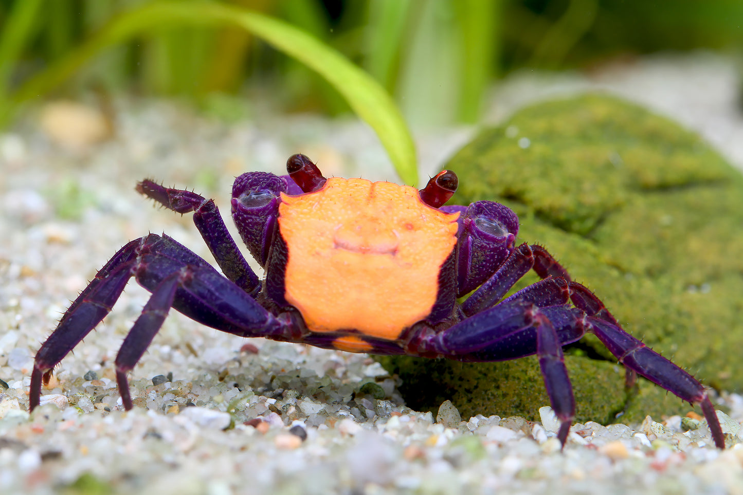 Crabe Geosesarma ( PLusieurs couleurs disponibles )