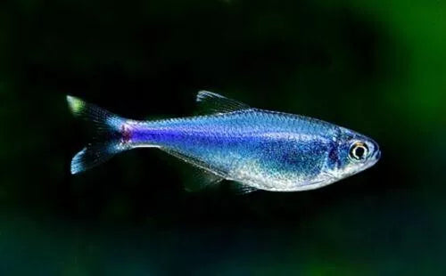 Tetra Peruvian Blue