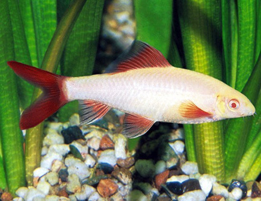 Rainbow shark Albino