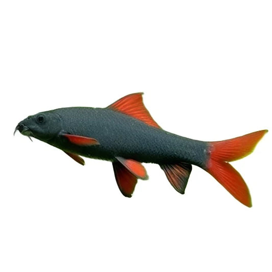 Rainbow Shark