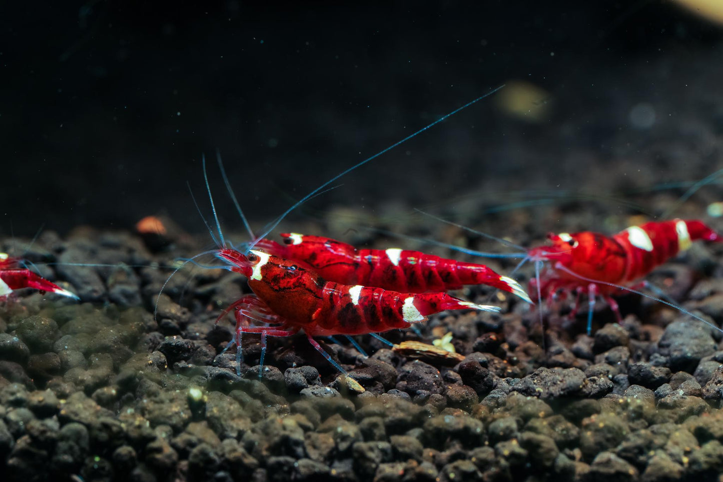 Red King Kong crystal super red shrimp