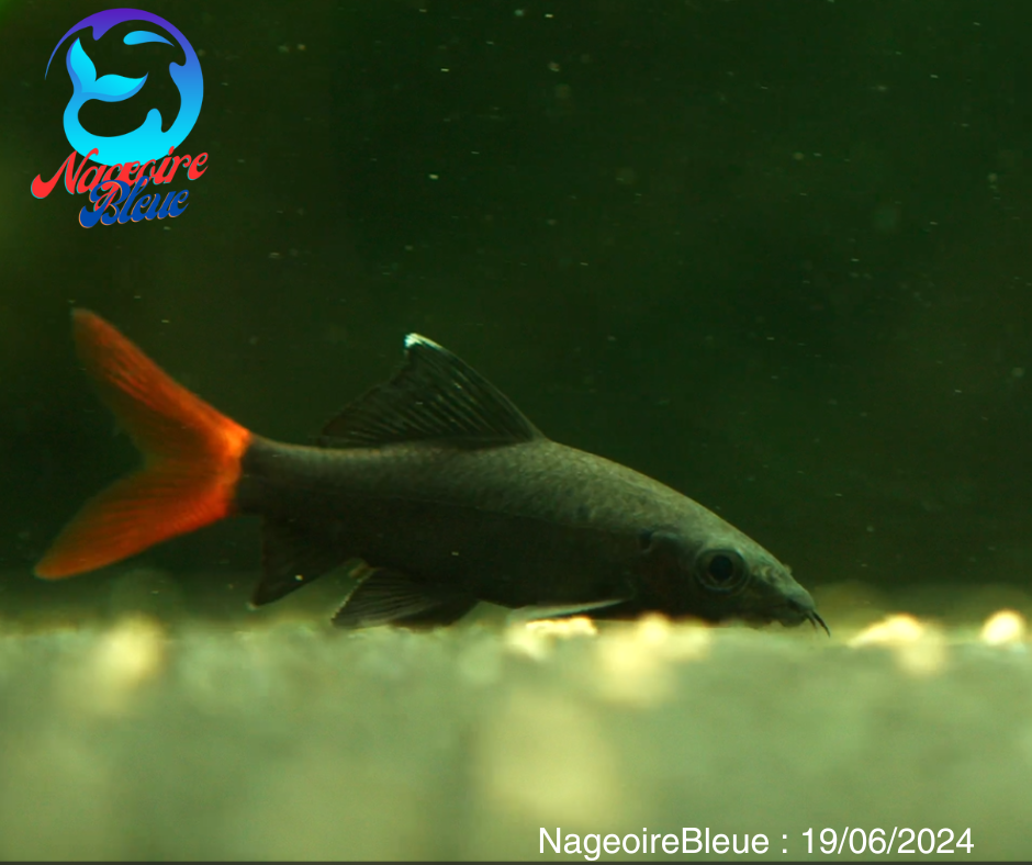 Black Red Tail Shark (Epalzeorhynchos bicolor)