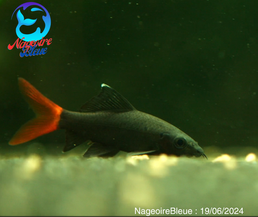 Requin à queue rouge noir (Epalzeorhynchos bicolor)