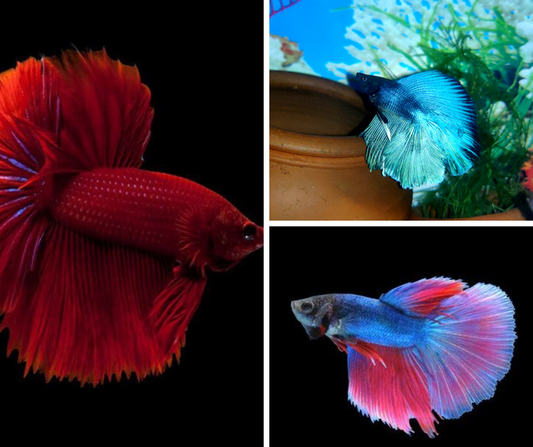 Betta Super Delta (Photo à titre indicatif, les couleurs peuvent varier)